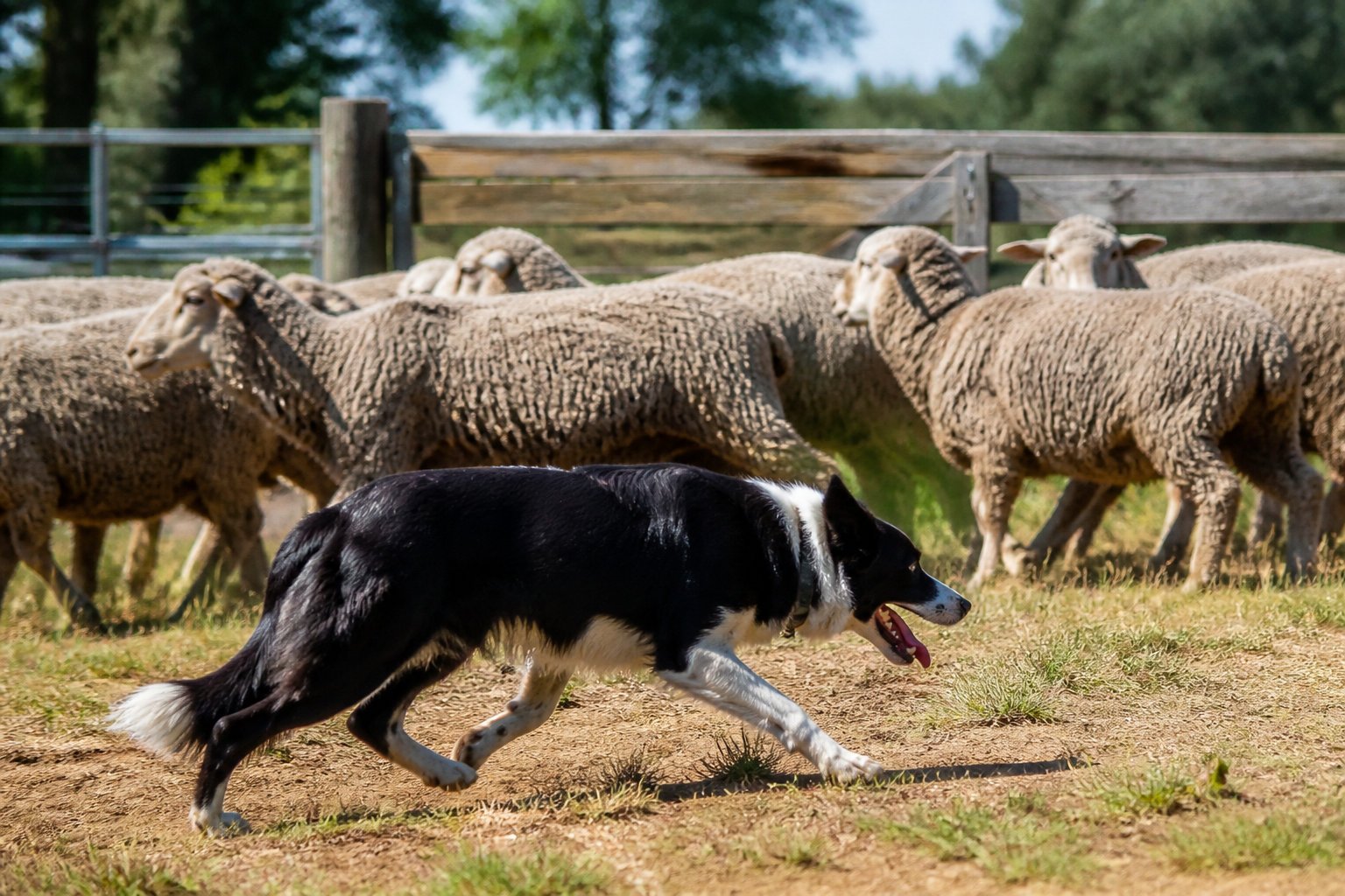 Coût d'achat d'un animal débourré ou dressé