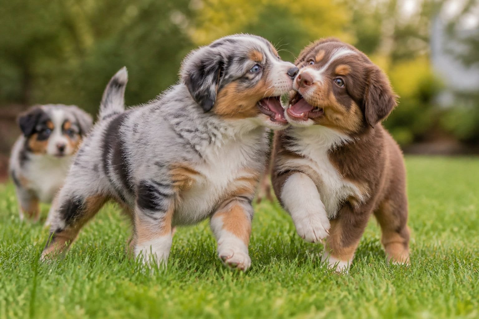 Trois chiots bergers australiens dans un jardin : un bleu merle et un rouge tricolore jouent au premier plan, un troisième chiot en arrière-plan
