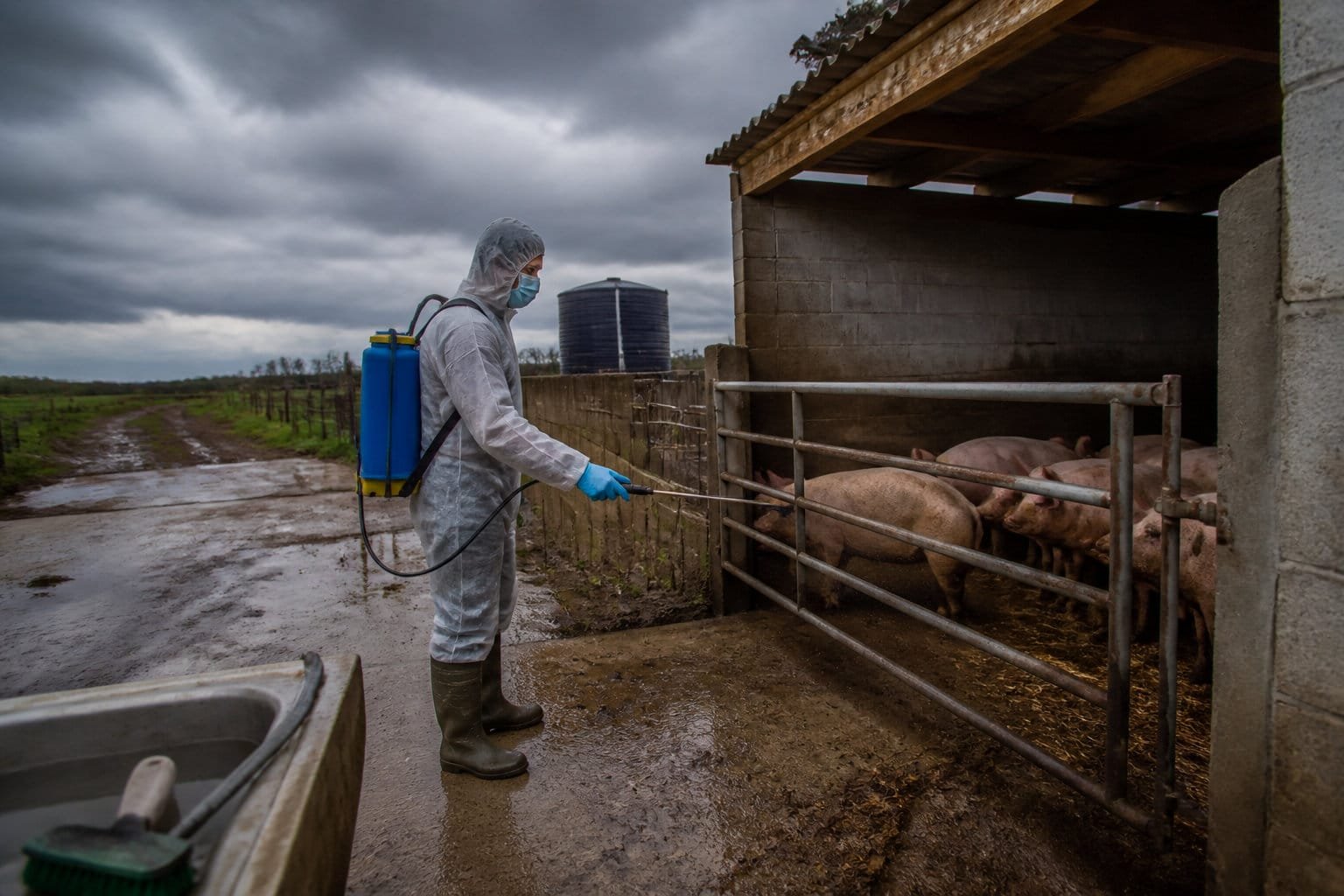 Double clôture et mesures de biosécurité sur un élevage de porcs en plein air