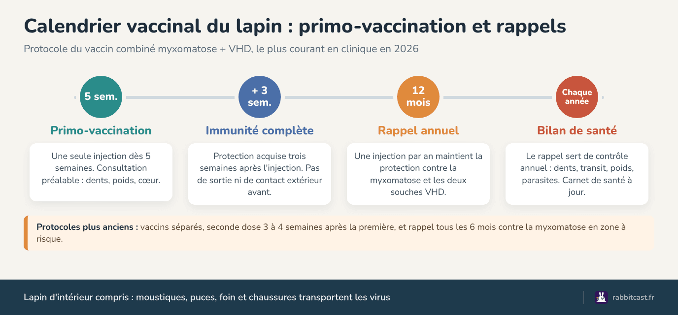 Calendrier de vaccination du lapin : primo-vaccination à 5 semaines, immunité après 3 semaines, rappel annuel