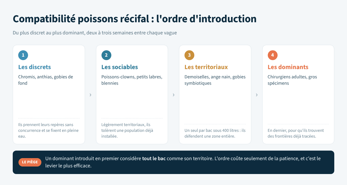 Les quatre vagues d'introduction des poissons dans un aquarium récifal, des discrets aux dominants