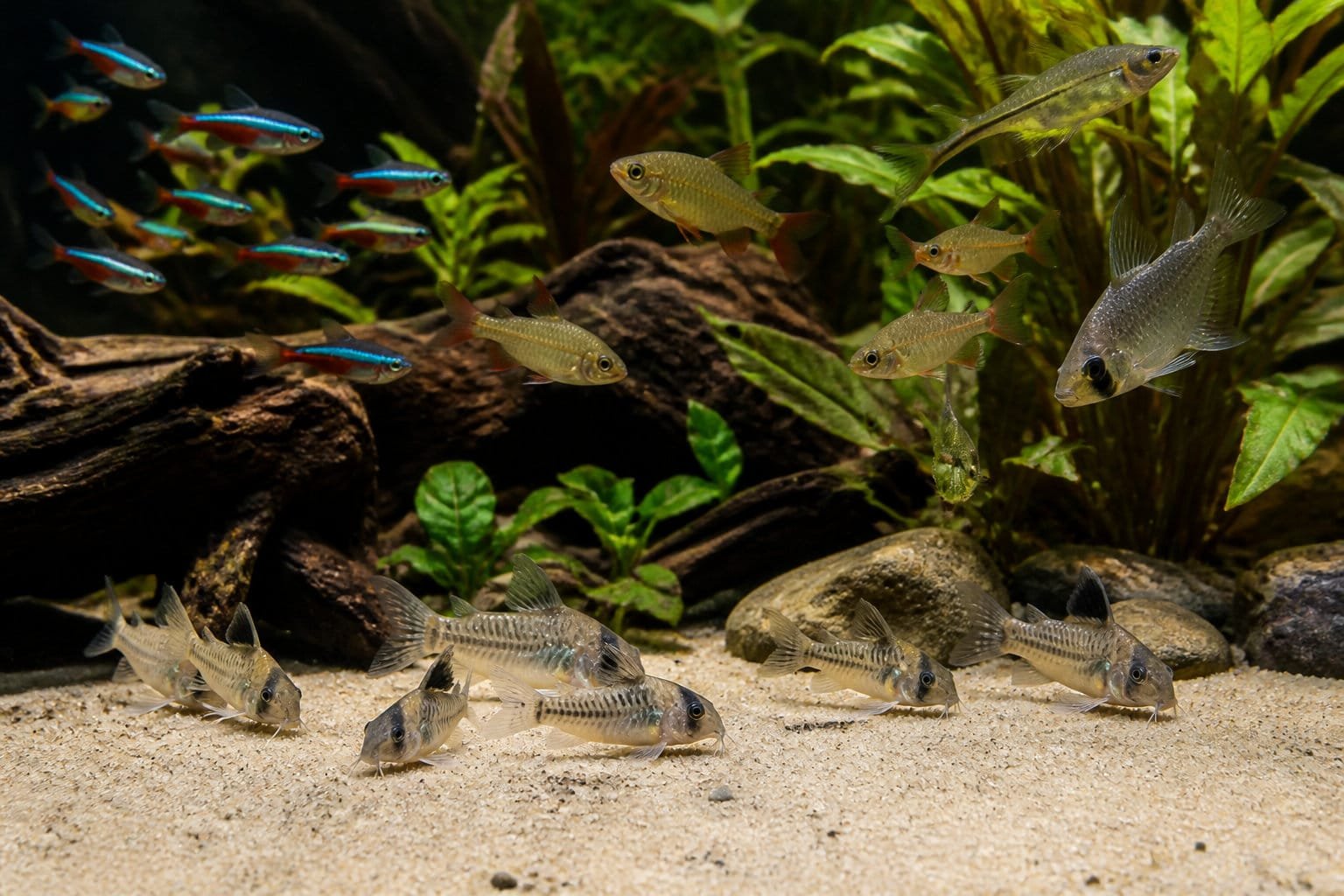 Corydoras sur le sable et poissons de pleine eau : la compatibilité poissons eau douce par zones de nage