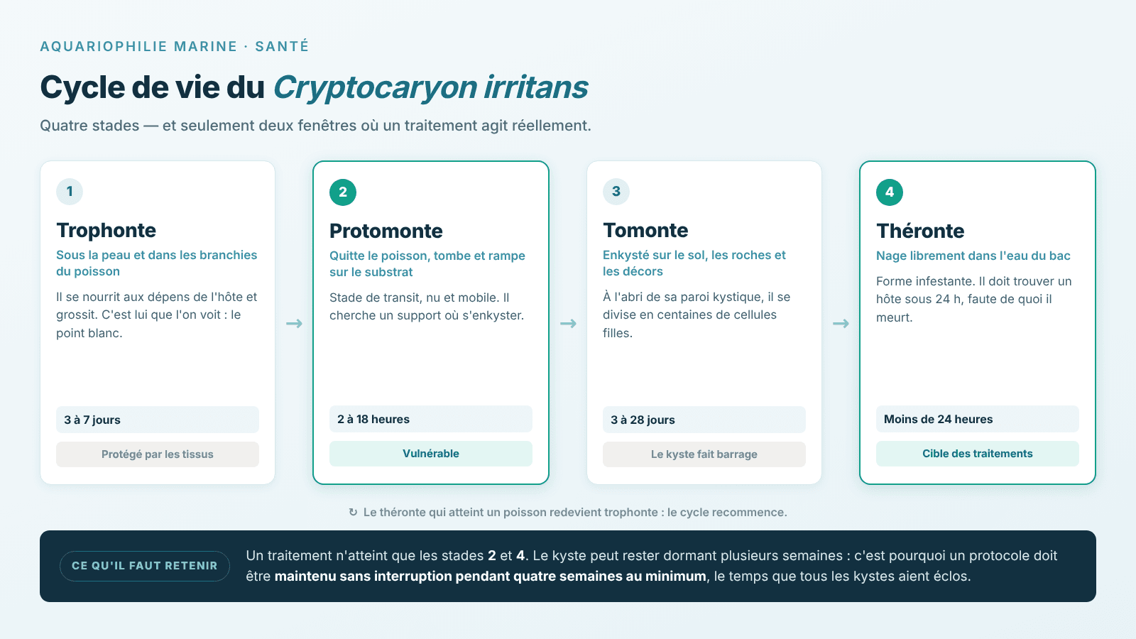 Cycle de vie du cryptocaryon irritans en quatre stades
