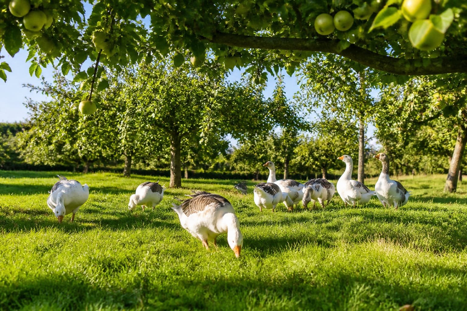 Élevage oies en verger : les oies pâturent et désherbent sans abîmer les arbres