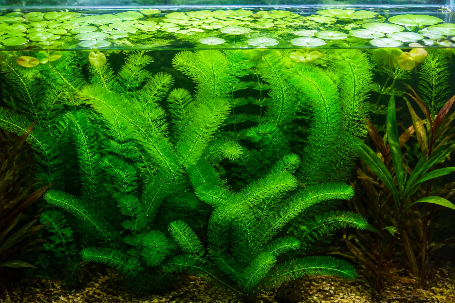 Plantes à croissance rapide qui absorbent les nitrates aquarium