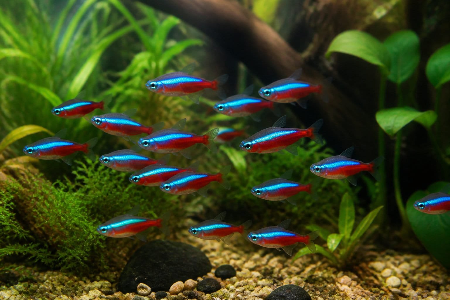 Banc de cardinalis dans un aquarium planté d'eau douce