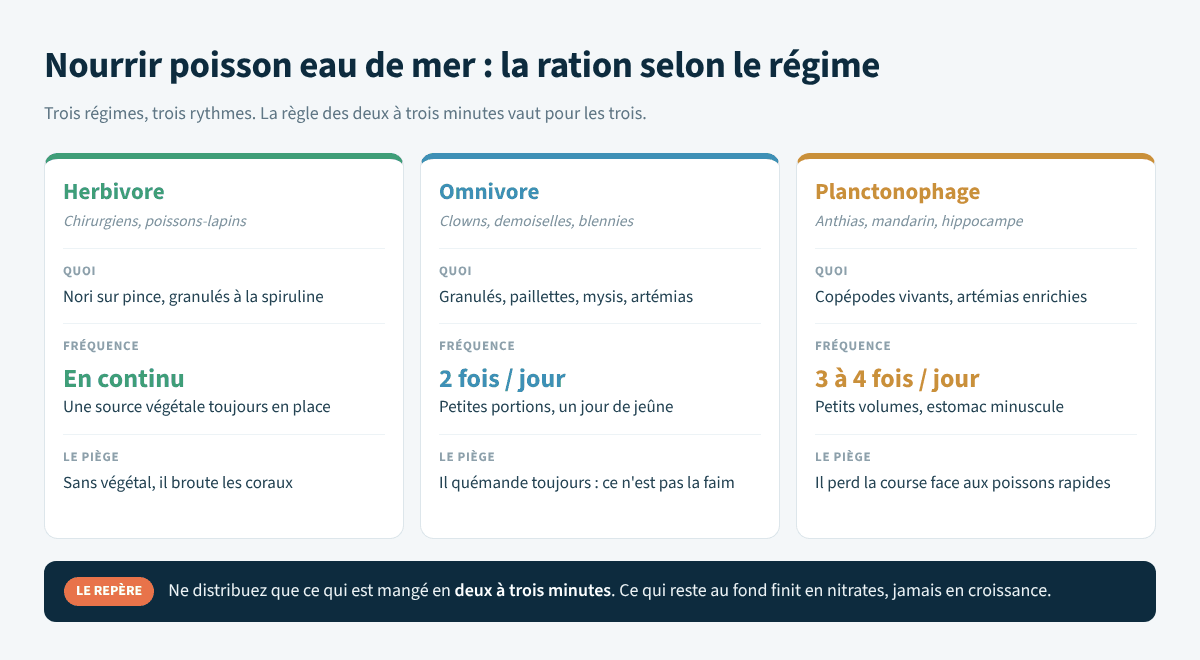 Ration, fréquence et piège à éviter pour les régimes herbivore, omnivore et planctonophage
