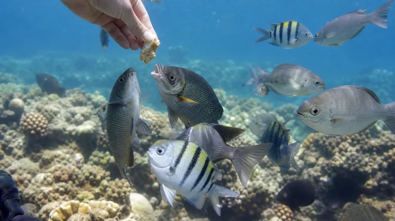 Nourrir poissons d'eau de mer
