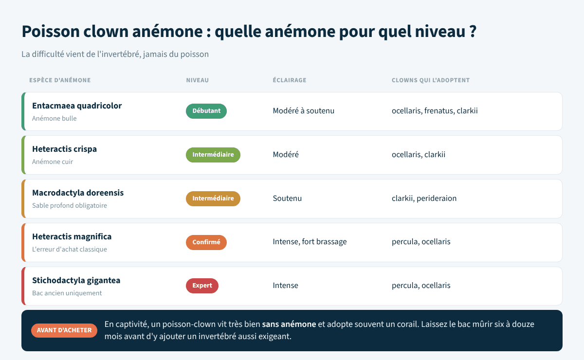 Niveau requis, éclairage et clowns associés pour cinq espèces d'anémones de mer en aquarium