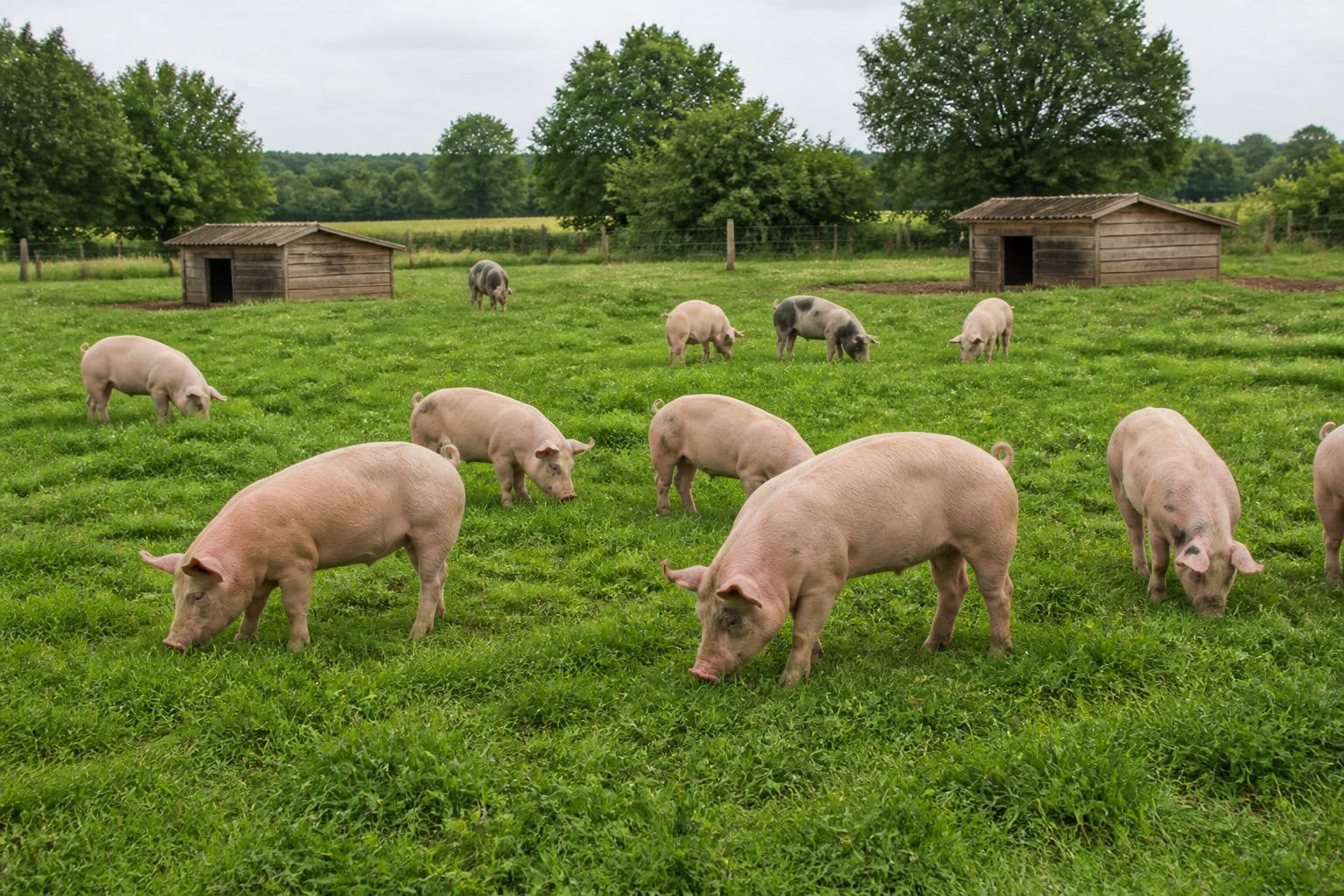 Porcs au pâturage tournant sur une prairie verte