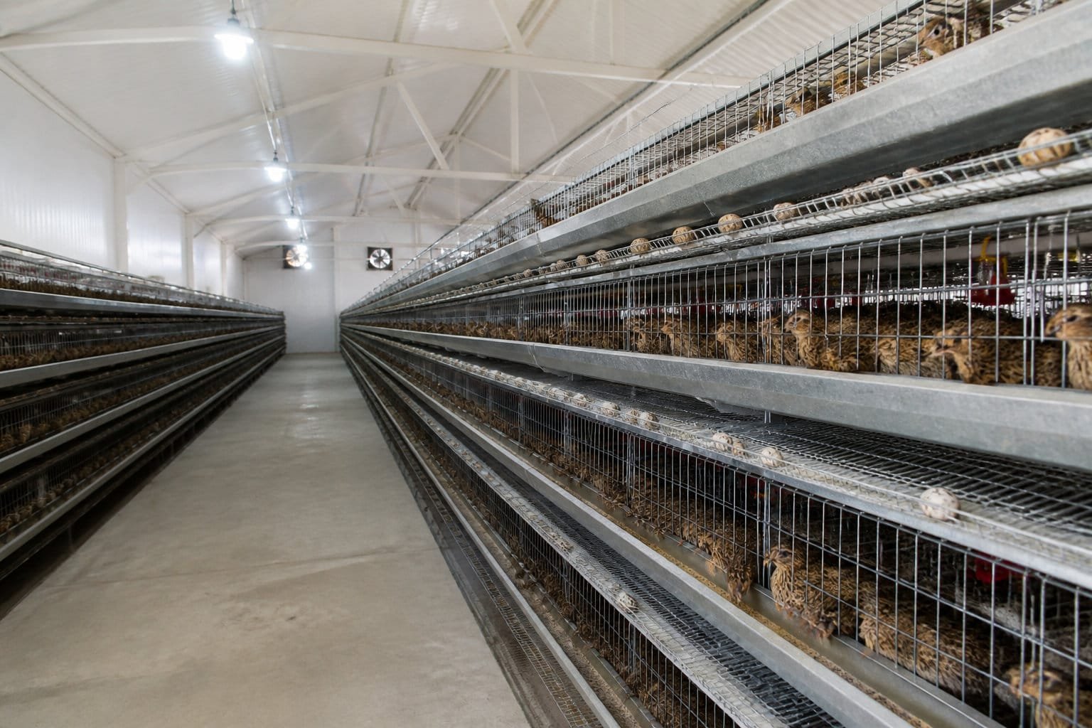 Batteries de cages de cailles pondeuses dans un bâtiment d'élevage