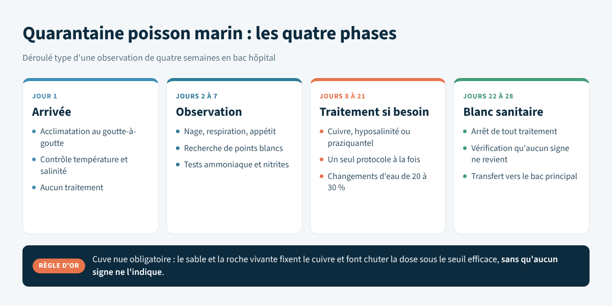 Frise des quatre phases d'une quarantaine poisson marin, du jour 1 au jour 28