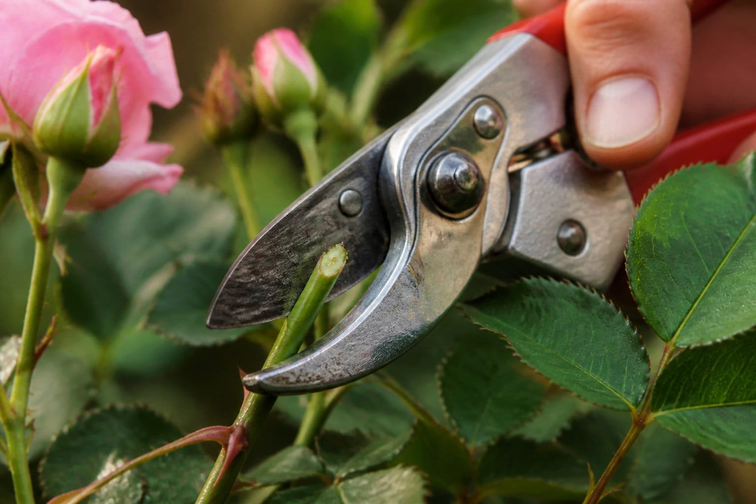 Sécateur à lames croisées coupant une tige de rosier près d'un bouton de rose