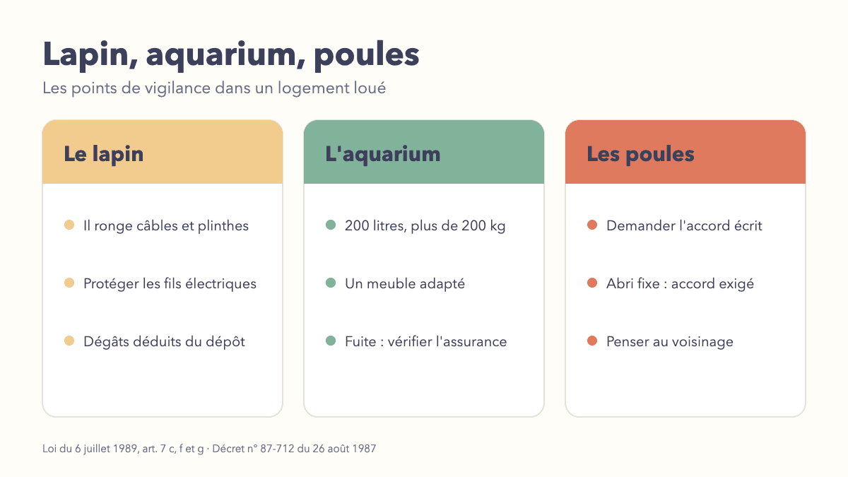 Lapin, Aquarium, Poules