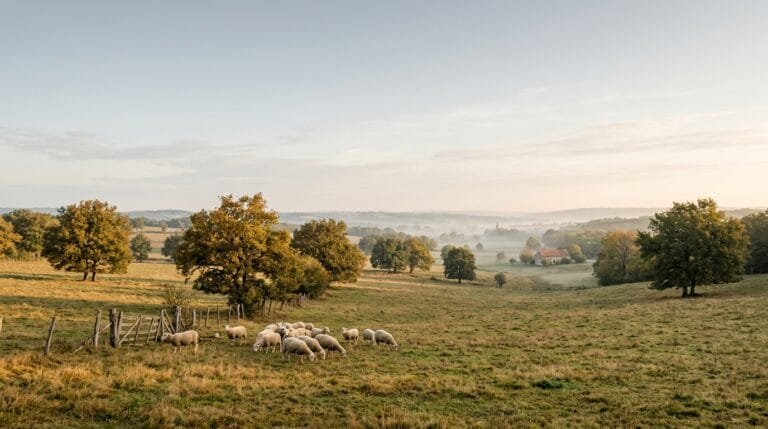 Assises du sanitaire animal : petit élevage de volailles et de moutons en France