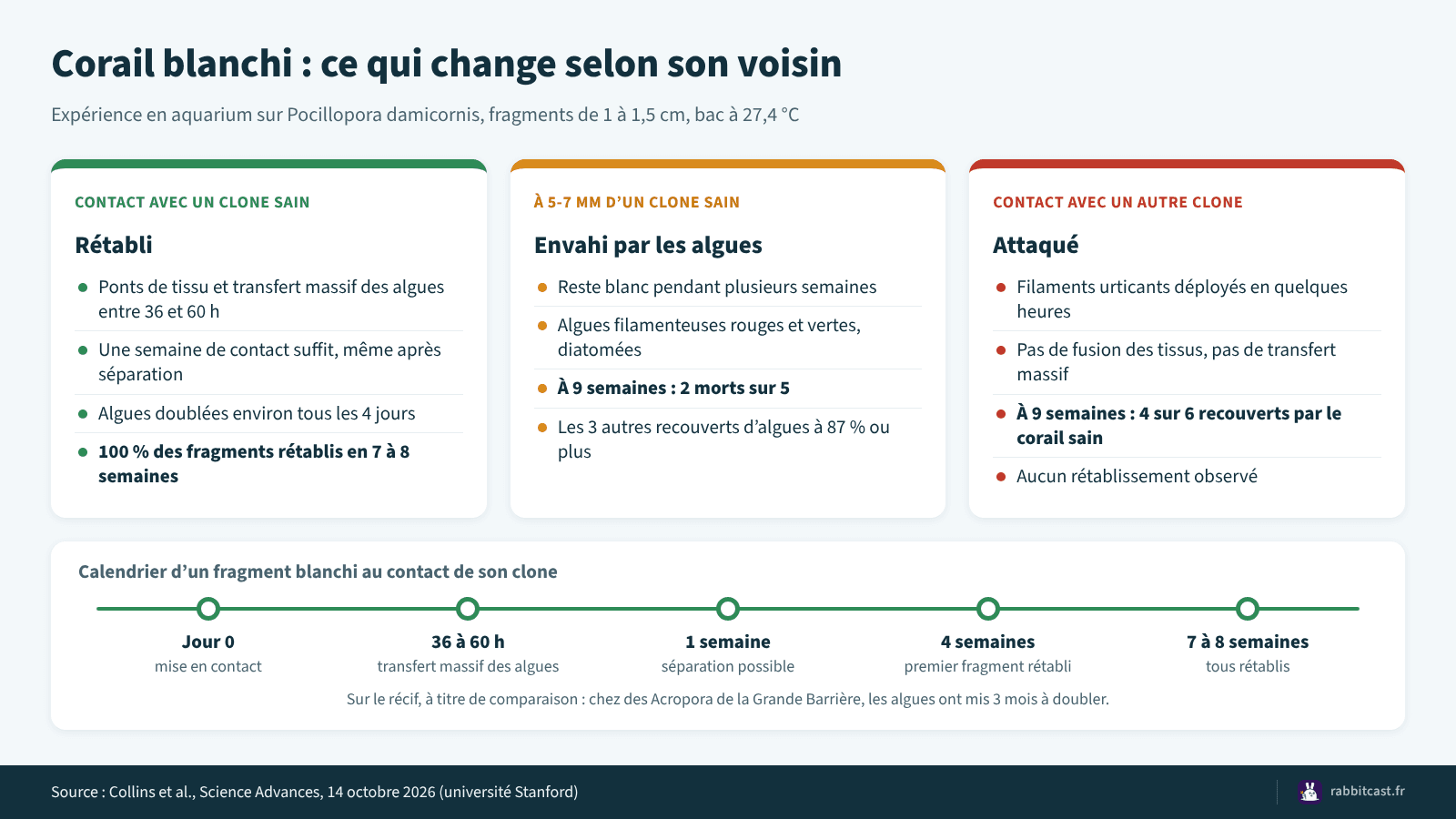 Schéma comparant un corail blanchi au contact de son clone, à quelques millimètres de lui et au contact d’une autre colonie