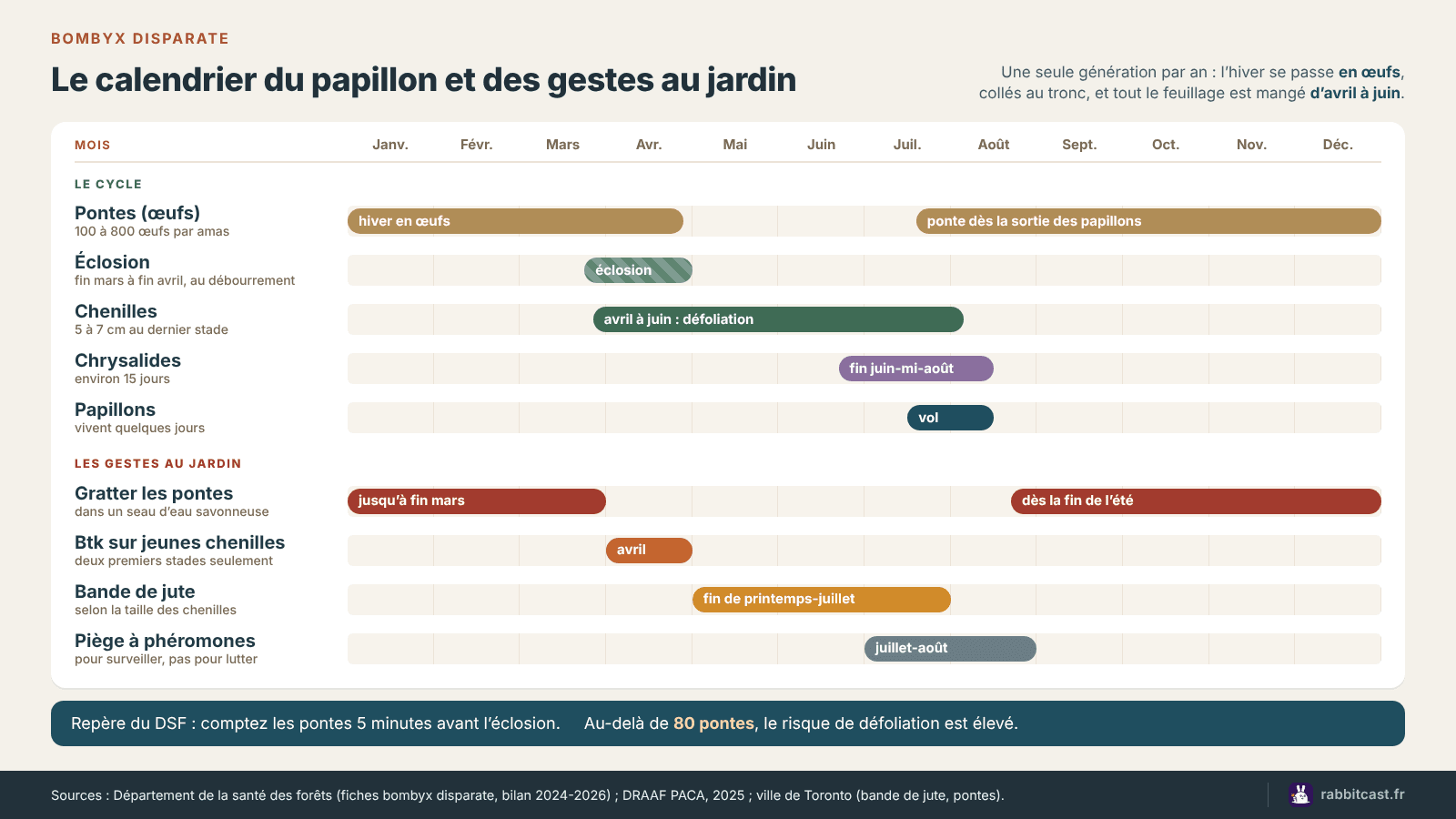 Calendrier du bombyx disparate et des gestes au jardin : pontes à gratter jusqu’en mars, Btk en avril, bande de jute en fin de printemps, pièges à phéromones en juillet-août