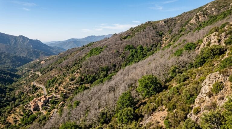 Versant de chênaie corse en début d’été, grandes taches d’arbres sans feuilles au milieu des arbres verts, village de pierre en contrebas