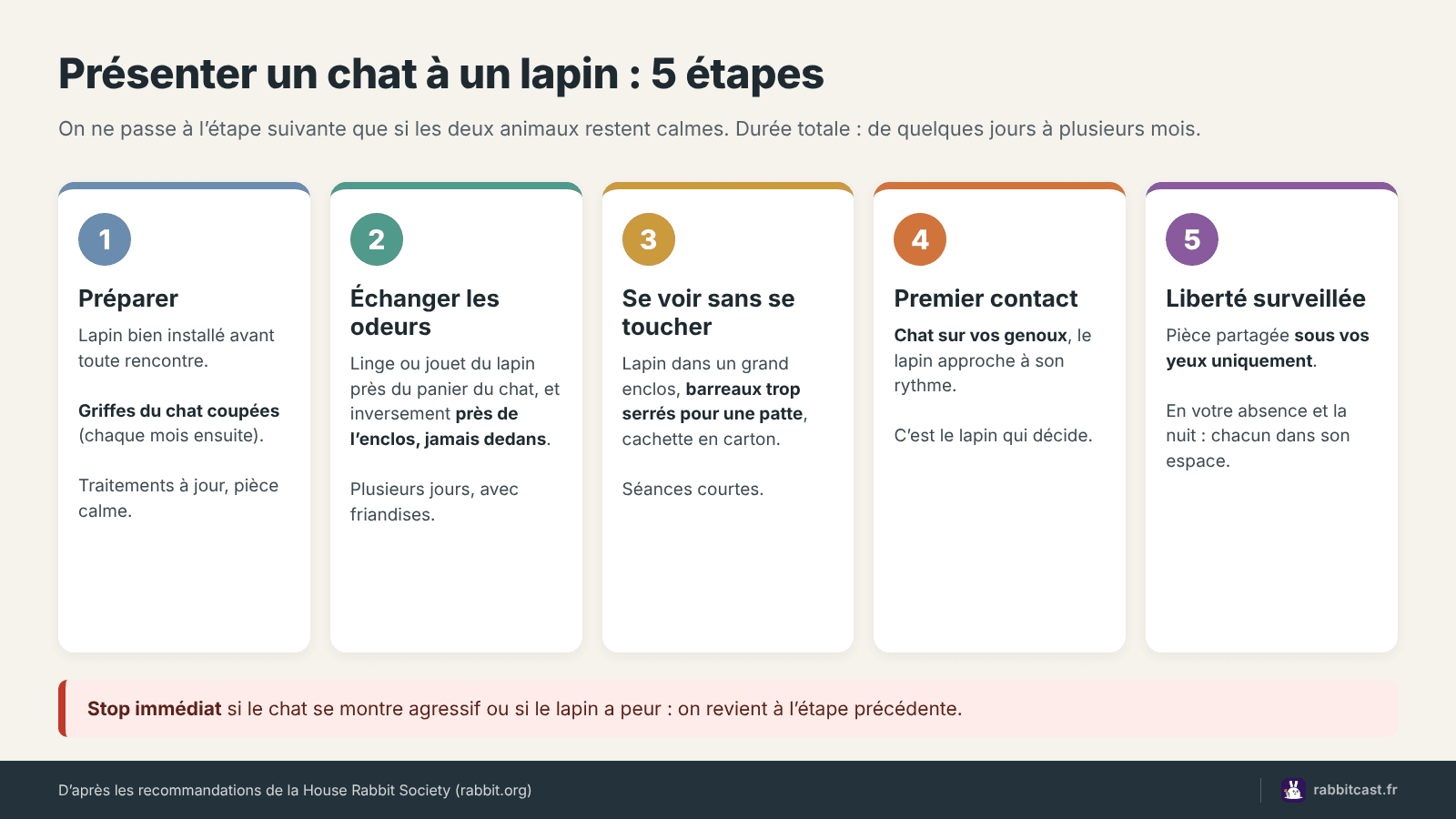 Les cinq étapes pour présenter un chat à un lapin, de l’échange d’odeurs à la liberté surveillée