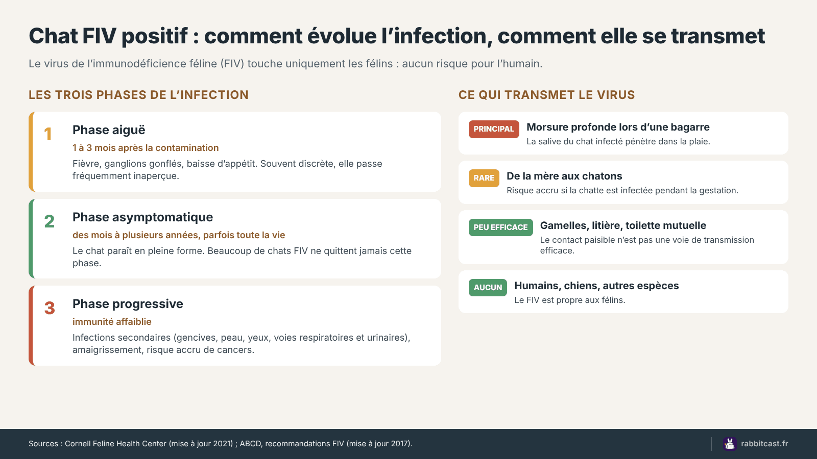Schéma des trois phases de l’infection FIV chez le chat et des voies de transmission du virus