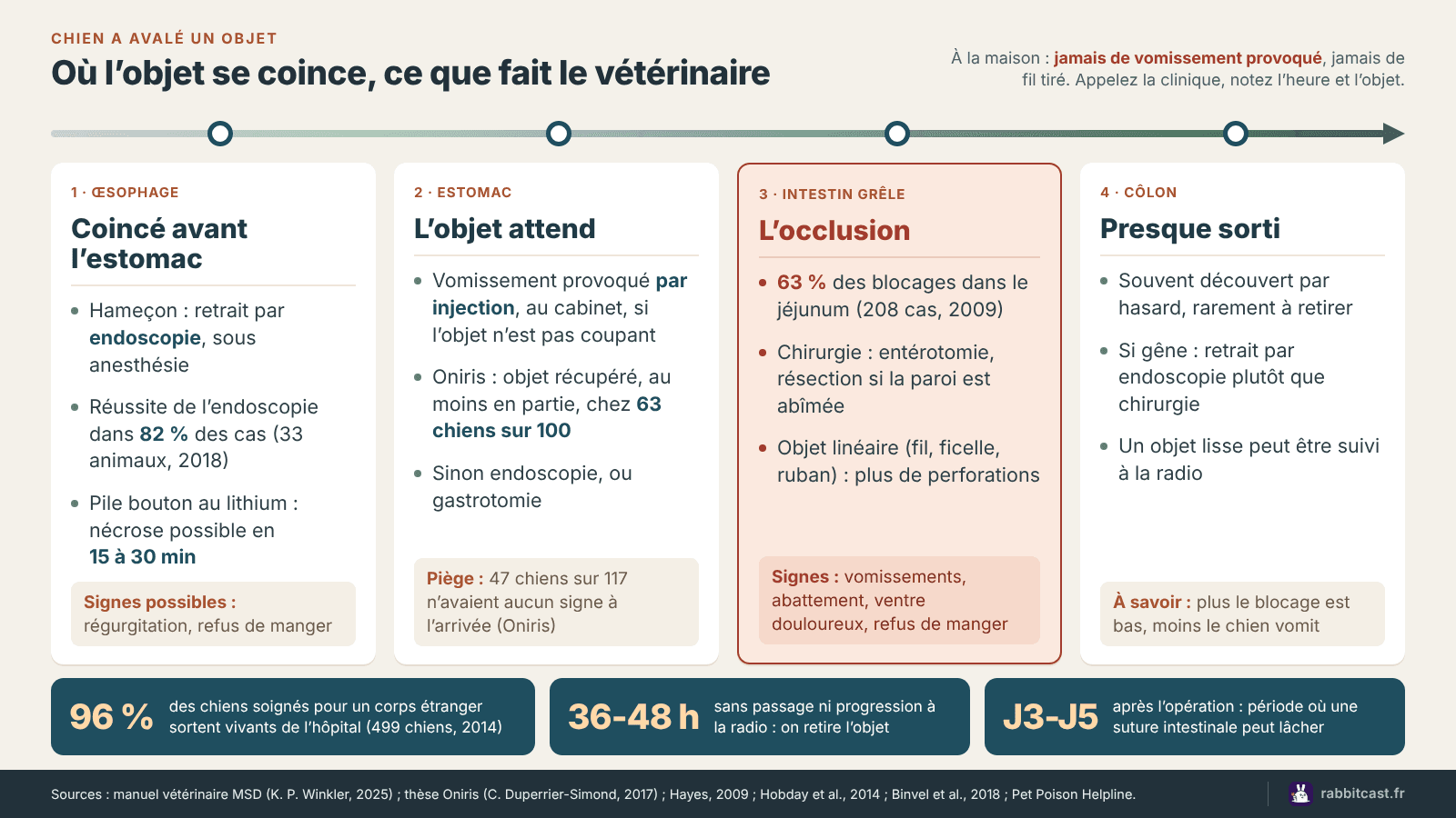 Schéma : votre chien a avalé un objet, où il se coince (œsophage, estomac, intestin grêle, côlon) et ce que fait le vétérinaire à chaque étape
