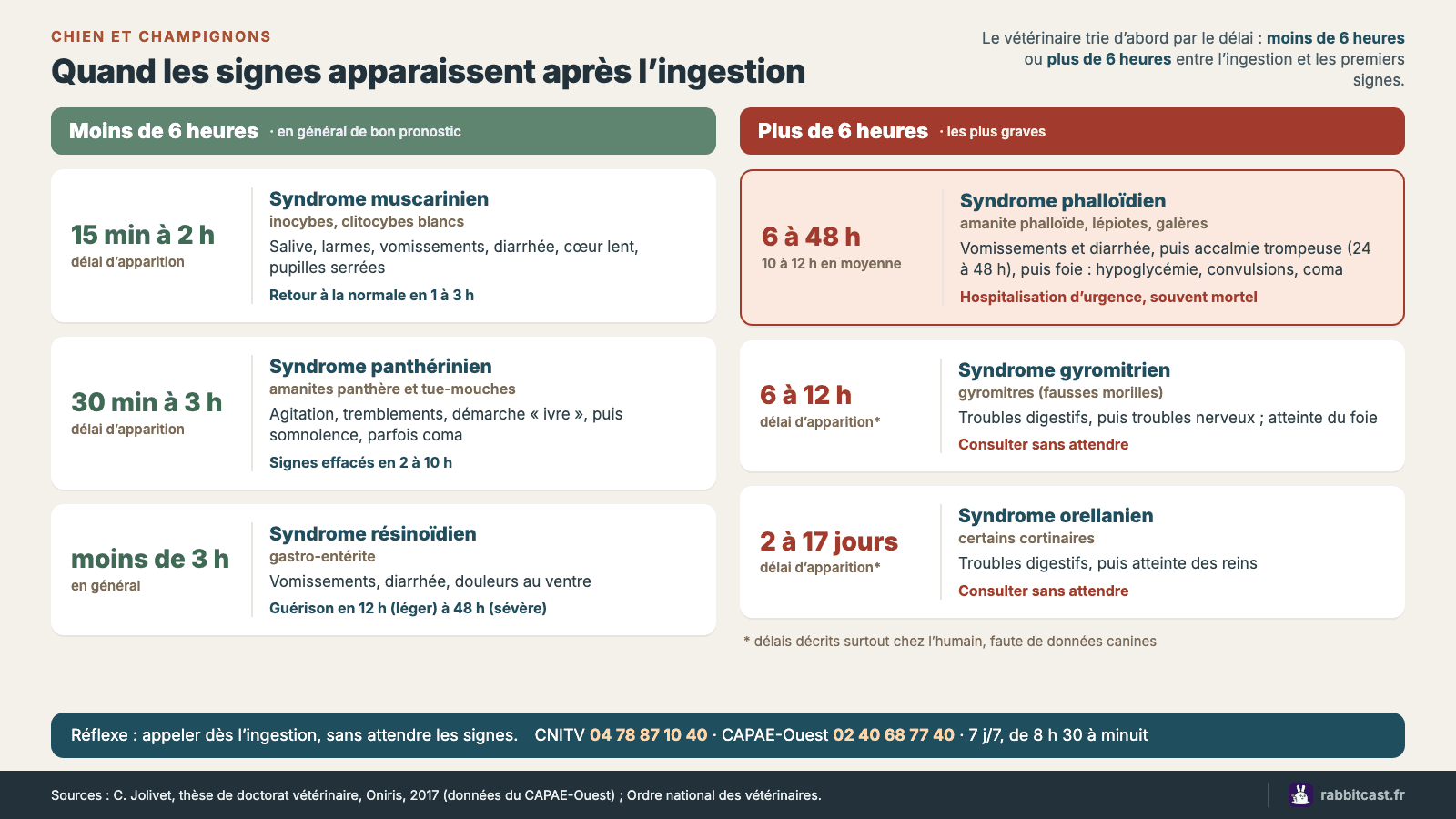 Frise des symptômes quand un chien a mangé un champignon : moins de 6 heures pour les syndromes muscarinien, panthérinien et résinoïdien, plus de 6 heures pour les syndromes phalloïdien, gyromitrien et orellanien