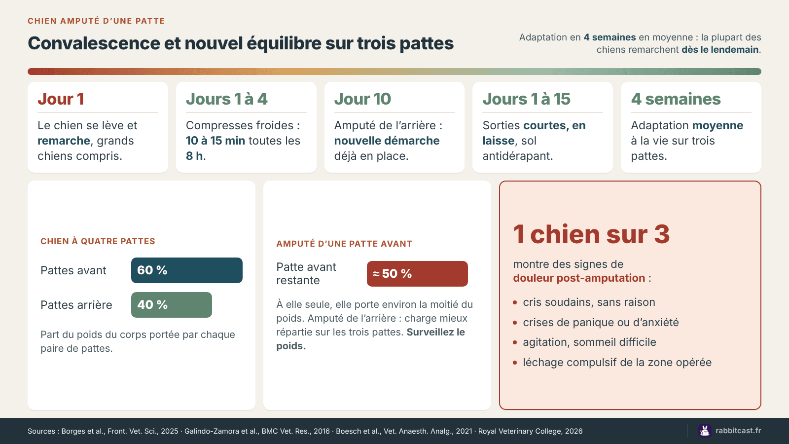 Calendrier de convalescence d’un chien amputé, du lendemain de l’opération à quatre semaines, et répartition du poids sur trois pattes : environ la moitié sur la patte avant restante