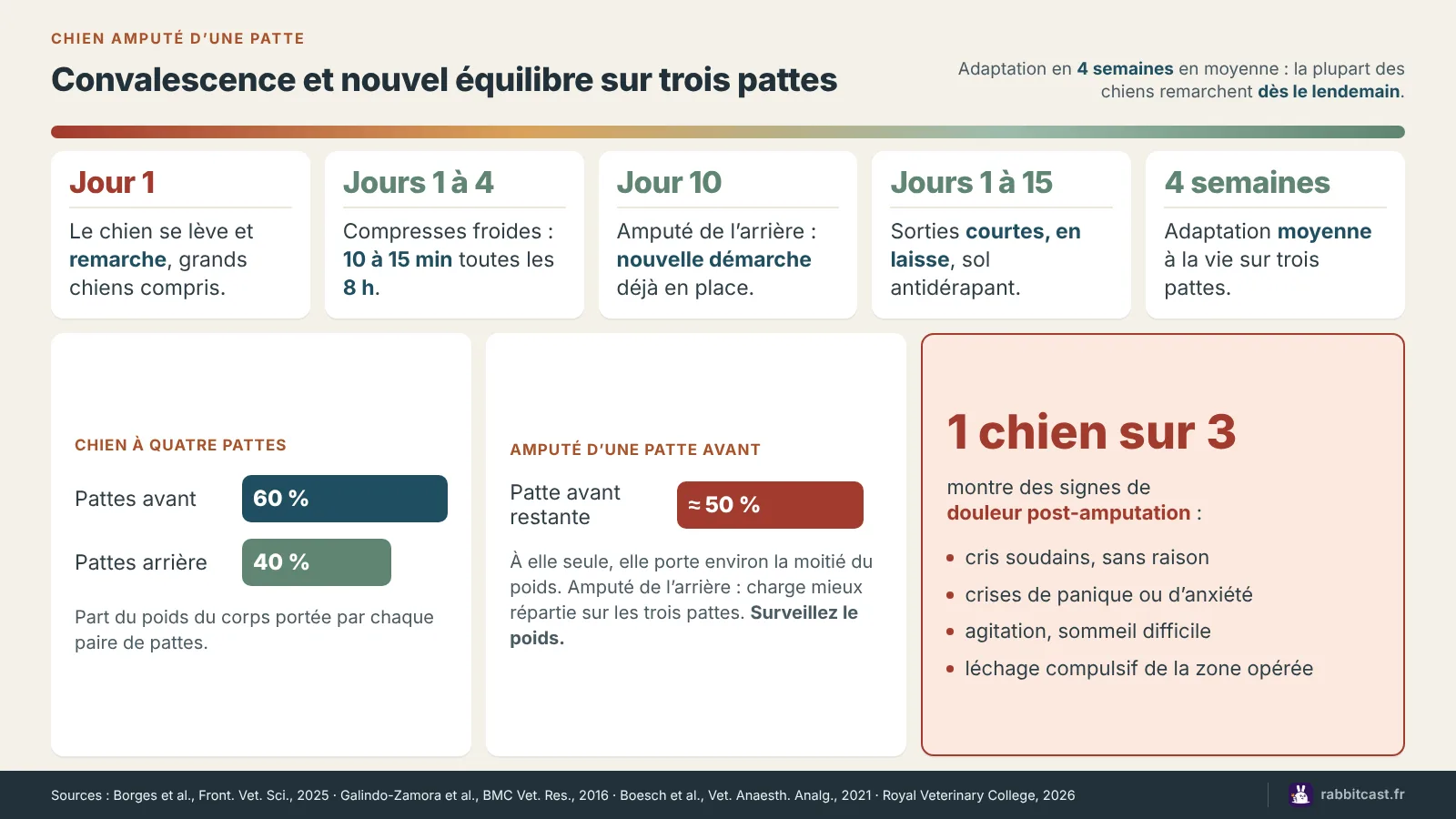 Calendrier de convalescence d’un chien amputé, du lendemain de l’opération à quatre semaines, et répartition du poids sur trois pattes : environ la moitié sur la patte avant restante
