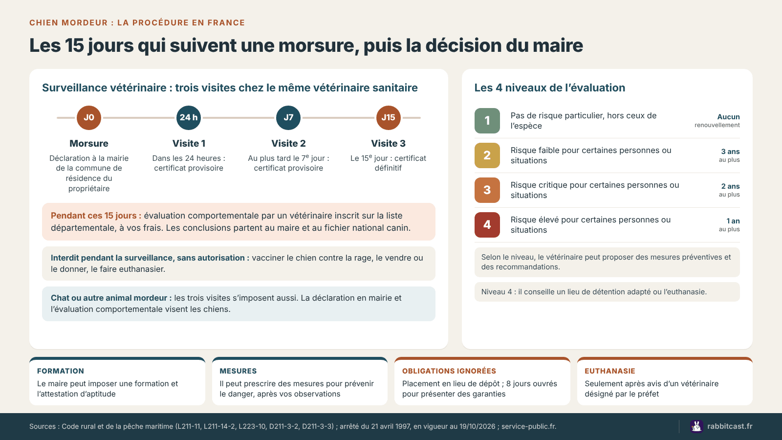 Schéma de la procédure après une morsure : déclaration en mairie, trois visites de surveillance vétérinaire à 24 heures, 7 et 15 jours, quatre niveaux d’évaluation comportementale et suites décidées par le maire
