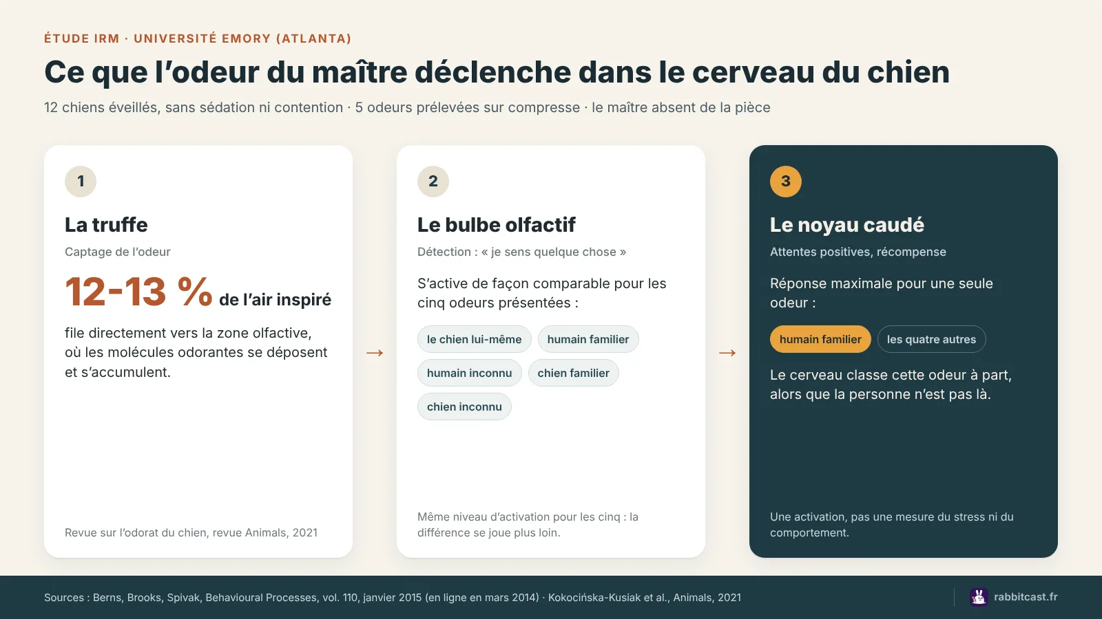 Schéma en trois étapes : truffe, bulbe olfactif activé par les cinq odeurs, noyau caudé au maximum pour l’humain familier