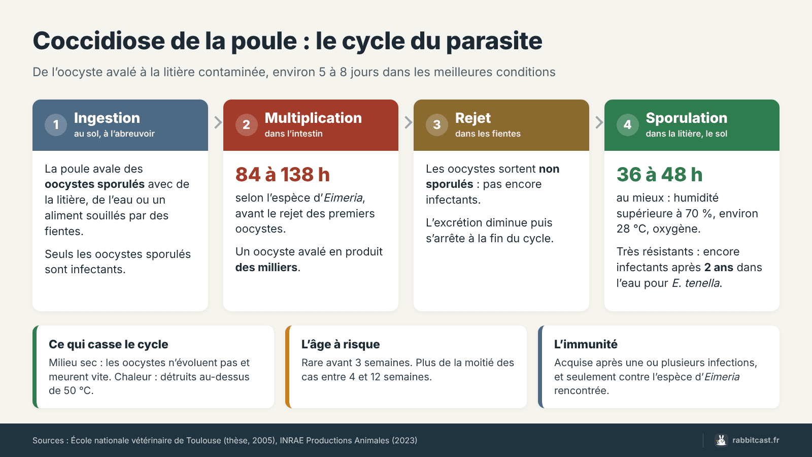 Schéma du cycle de la coccidiose chez la poule : ingestion, multiplication dans l’intestin, rejet et sporulation des oocystes