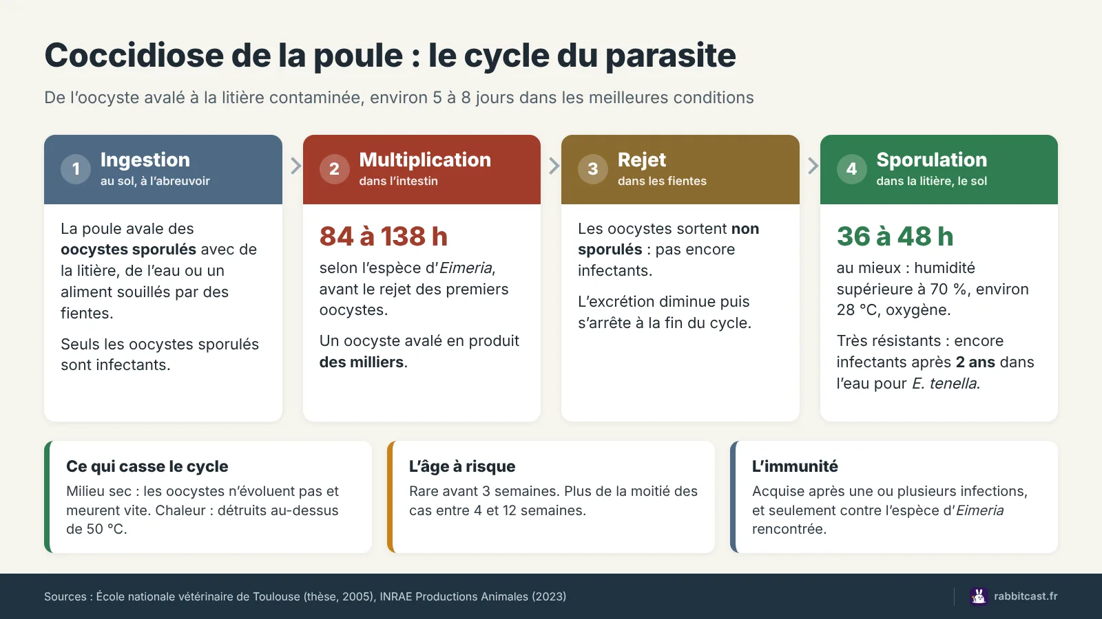 Schéma du cycle de la coccidiose chez la poule : ingestion, multiplication dans l’intestin, rejet et sporulation des oocystes