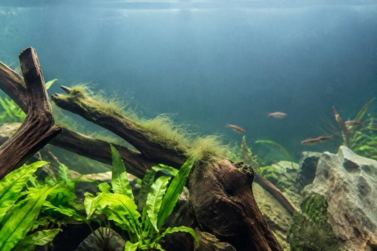 Branche de bois flotté dans un aquarium envahie par des algues filamenteuses avec quelques petits poissons en arrière.