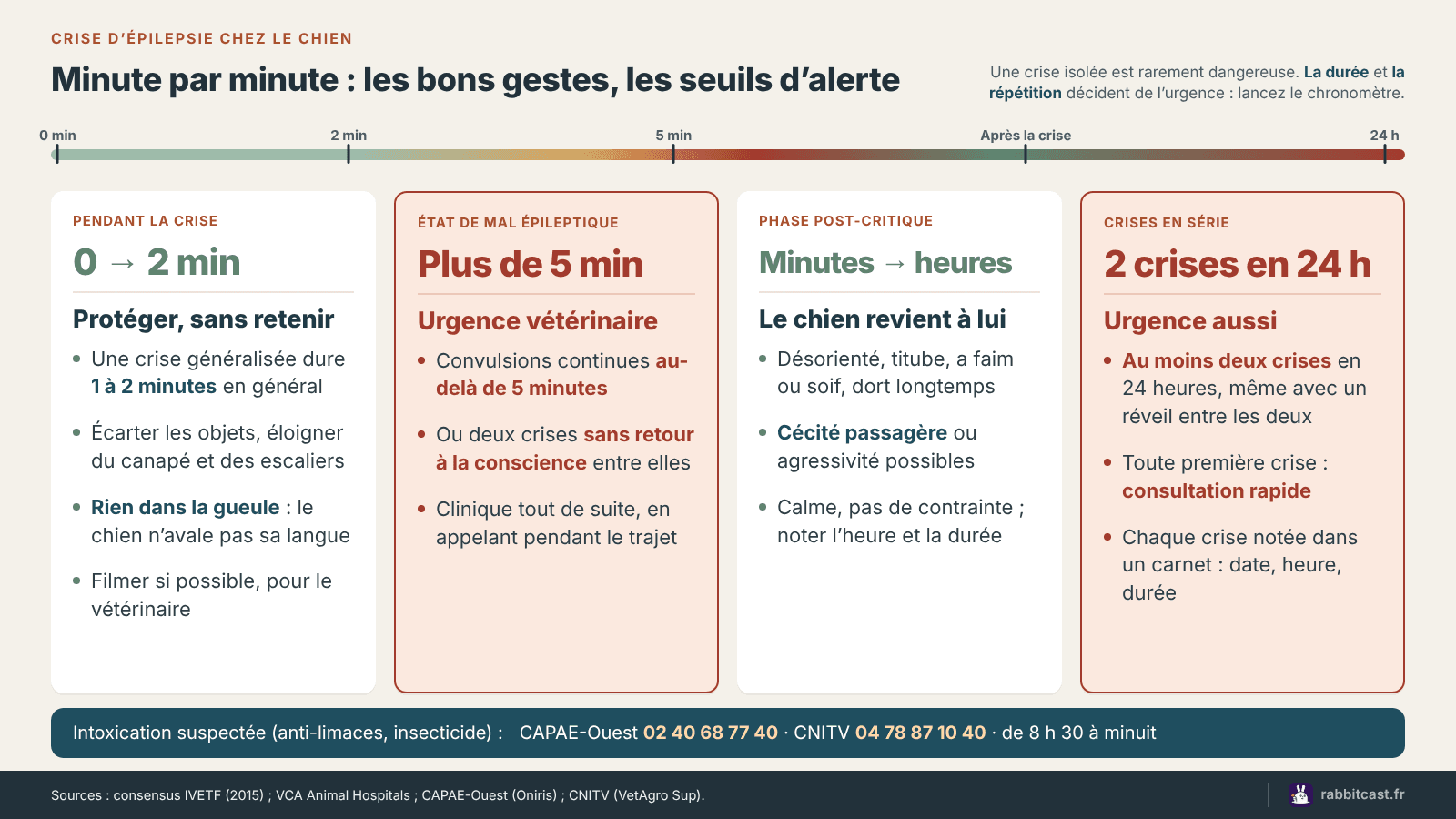 Frise de la crise d’épilepsie chez le chien minute par minute : gestes de 0 à 2 minutes, urgence vétérinaire au-delà de 5 minutes, phase post-critique, crises en série sur 24 heures