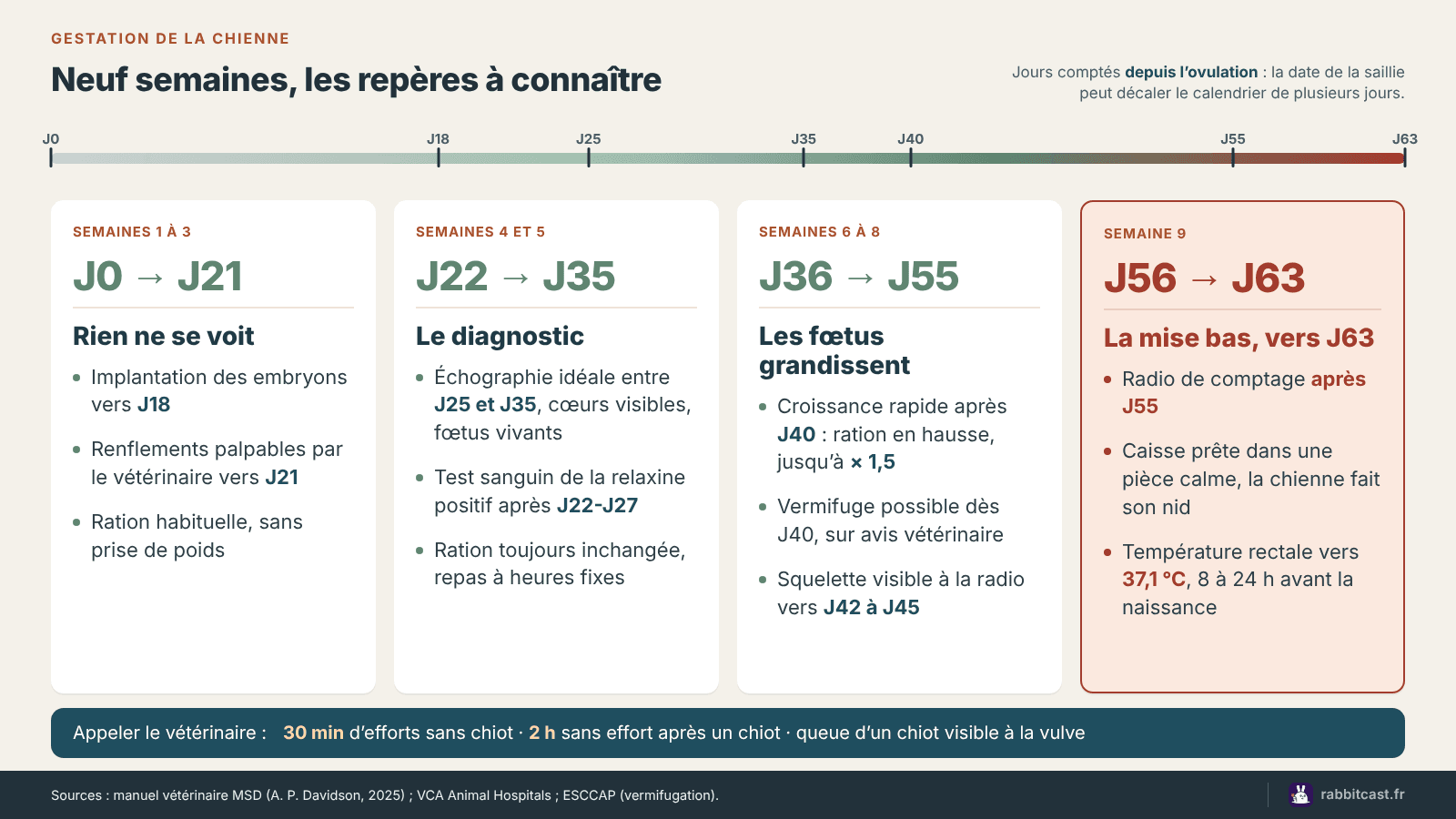 Frise de la gestation chienne semaine par semaine : implantation vers le 18e jour, échographie entre le 25e et le 35e jour, radio de comptage après le 55e jour, mise bas vers le 63e jour