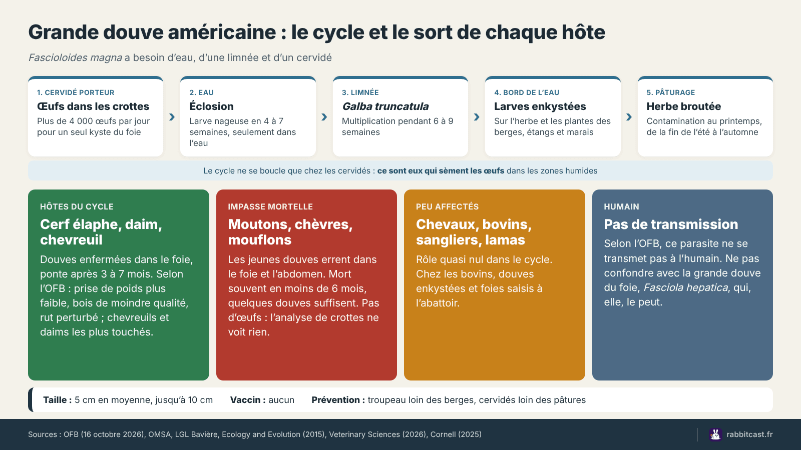 Cycle de Fascioloides magna : œufs dans l’eau, limnée, herbe du bord de l’eau, puis cervidés, moutons et chèvres