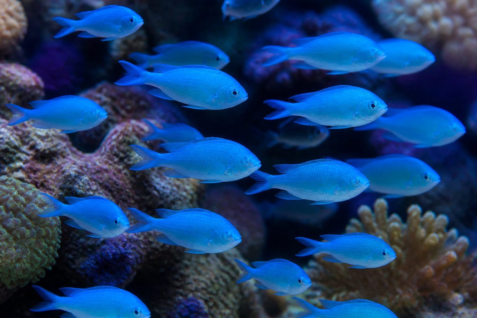 Banc de Chromis viridis au-dessus des coraux, exemple de compatibilité poissons eau de mer