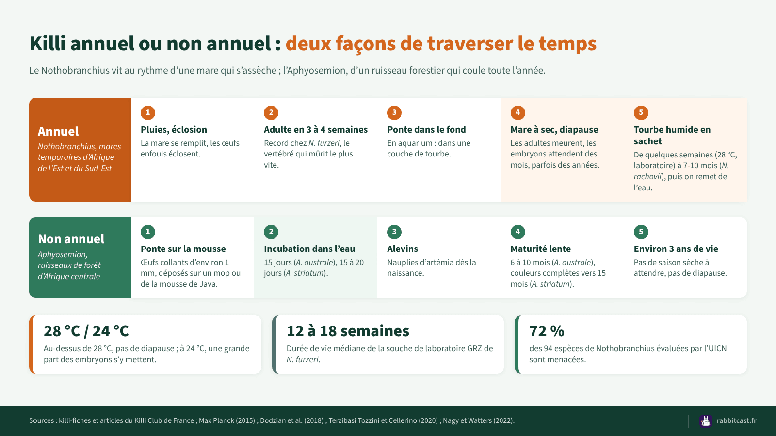 Schéma comparant le cycle d’un killi annuel, Nothobranchius, et d’un killi non annuel, Aphyosemion, de la ponte à l’éclosion, avec les durées d’incubation et de vie