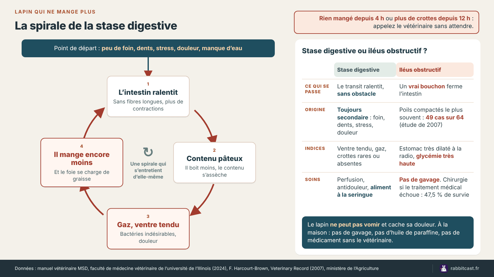 Schéma de la stase digestive du lapin : la spirale qui va du ralentissement de l’intestin au refus de manger, comparée à un iléus obstructif causé par un bouchon de poils
