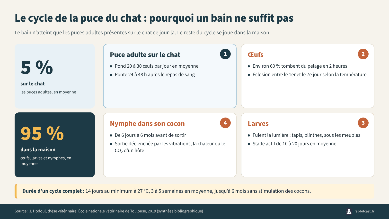 Schéma du cycle de la puce du chat : 5 % sur l’animal, 95 % dans la maison sous forme d’œufs, de larves et de nymphes