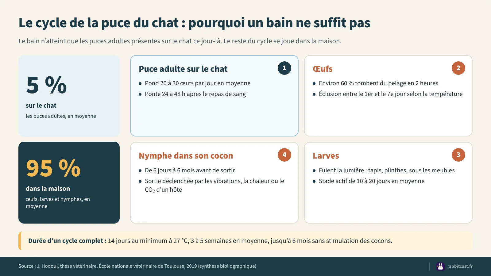 Schéma du cycle de la puce du chat : 5 % sur l’animal, 95 % dans la maison sous forme d’œufs, de larves et de nymphes
