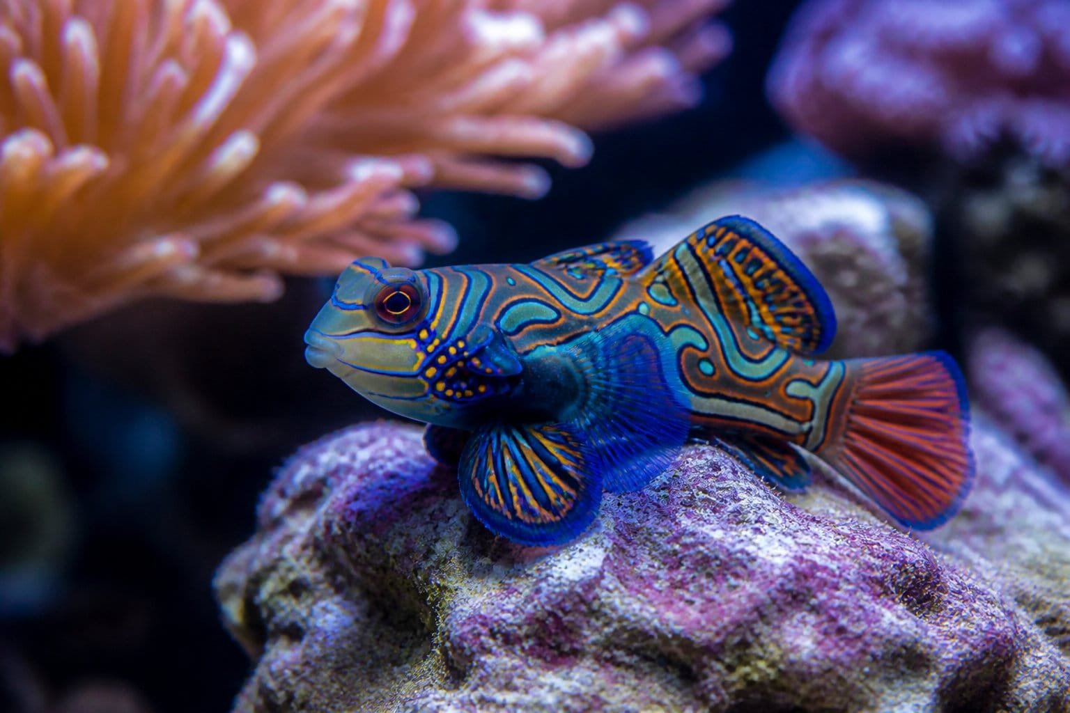 Poisson mandarin posé sur une roche vivante dans un aquarium récifal