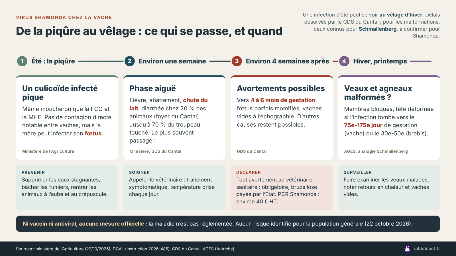 Schéma du calendrier d’une infection par le virus Shamonda chez la vache, de la piqûre de culicoïde aux vêlages de l’hiver, avec les gestes à faire à chaque étape